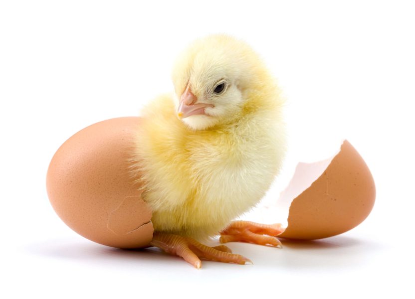 yellow-chicken-hatching-from-egg-2023-11-27-05-11-23-utc 2